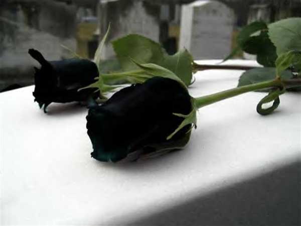 trandafiri-negri-3