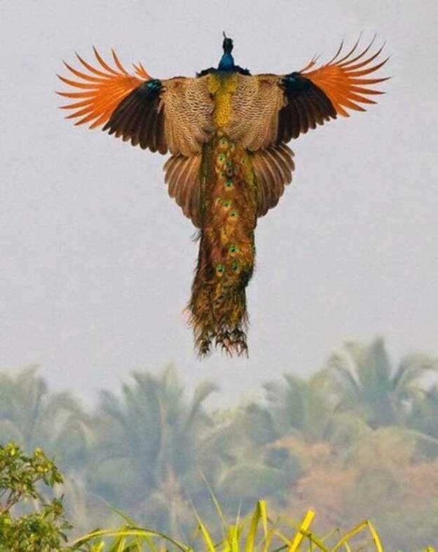Zborul-paunului-5
